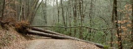 A Long Way East of Eden 7: Roots