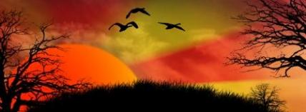 BirdSunset