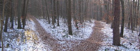 Two paths in a wood